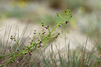 Scrophularia canina subsp. Ramosissima
