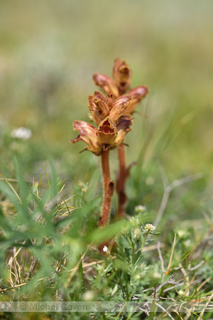 Sierlijke bremraap; Orobanche gracilis