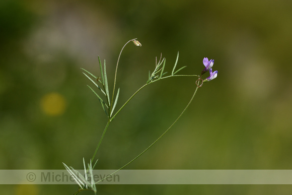 Slanke wikke; Slender Tare; Vicica tetrasperma subsp. Gracilis