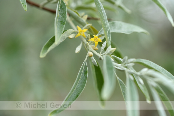 Smalle Olijfwilg; Oleaster; Elaeagnus angustifolia