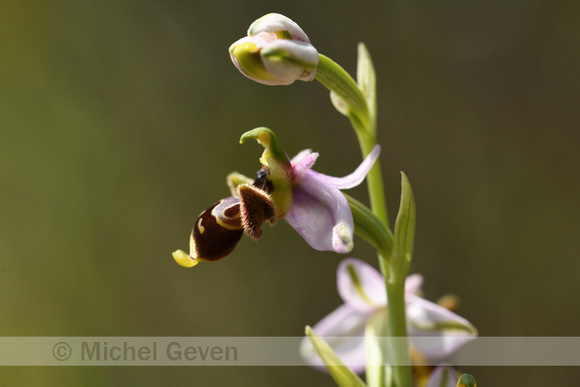 Sniporchis; Woodcock bee-orchid; Ophrys scolopax