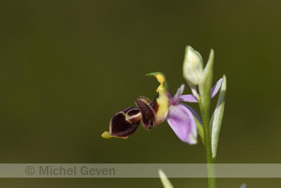 Sniporchis; Woodcock bee-orchid; Ophrys scolopax