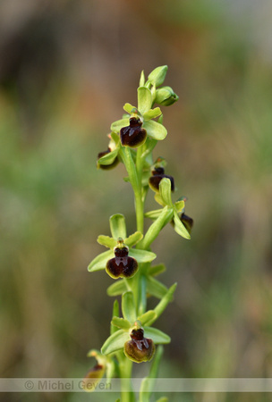 Spinnenorchis; Ophrys aranifera subsp. Aranifera