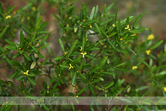 Spurge Olive Cneorum; Cneorum tricoccon