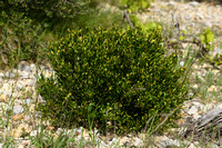 Spurge Olive Cneorum; Cneorum tricoccon