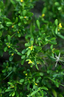 Spurge Olive Cneorum; Cneorum tricoccon