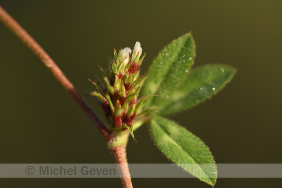 Trifolium bocconei