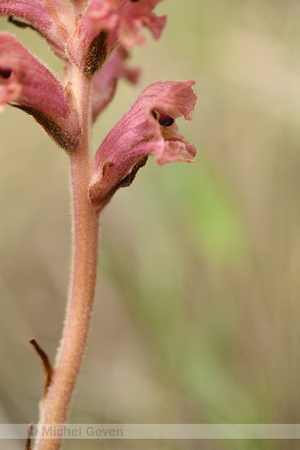 Violette bremraap; Orobanche amethystea