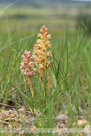 Walstrobremraap; Clove-scented Broomrape; Orobanche caryophyllac