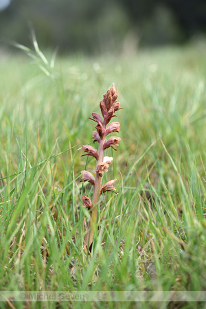 Walstrobremraap; Clove-scented Broomrape; Orobanche caryophyllac