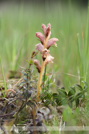 Walstrobremraap; Clove-scented Broomrape; Orobanche caryophyllac