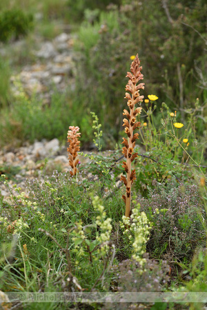 Walstrobremraap; Clove-scented Broomrape; Orobanche caryophyllac