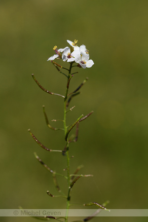 White Rocket; Diplotaxis erucoides