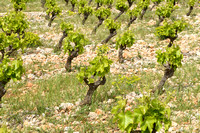 Wijnstok; Grape-vine; Vitis vinifera