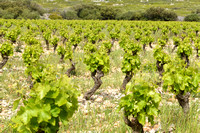 Wijnstok; Grape-vine; Vitis vinifera