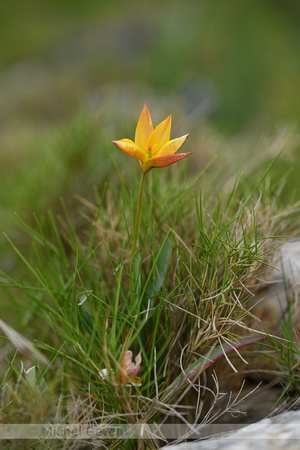 Wilde tulp; Tulipa sylvestris subsp. Australis