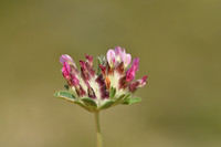 Wondklaver; Anthyllis vulneraria subsp. Rubriflora