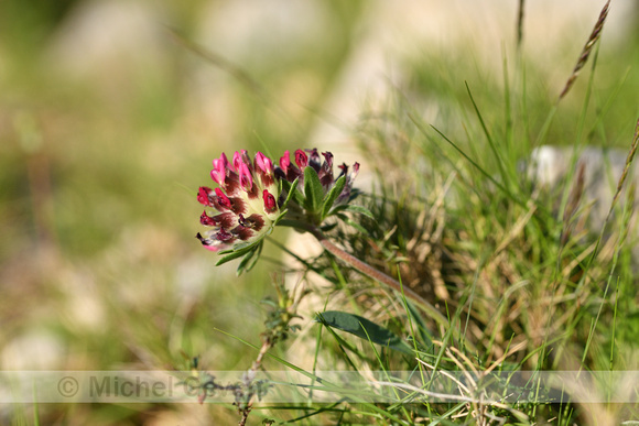 Wondklaver; Anthyllis vulneraria subsp. Rubriflora