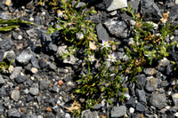 Zilte schijnspurrie; Salt Sandspurry; Spergularia marina