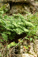 Zuidelijke Eikvaren; Southern Polypody; Polypodium cambricum
