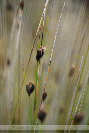 Zwarte knopbies; Black Bog-rush; Schoenus nigrica