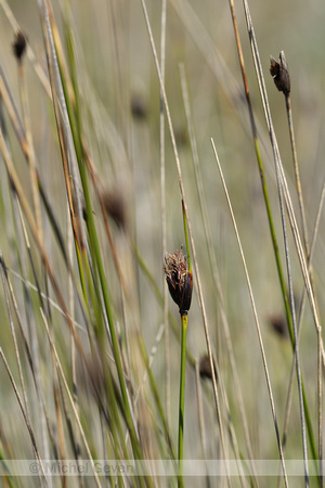 Zwarte knopbies; Black Bog-rush; Schoenus nigrica