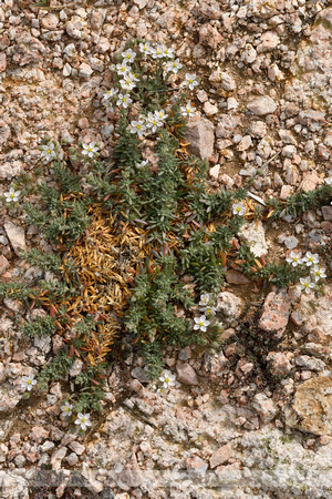 Spergula macrorrhiza