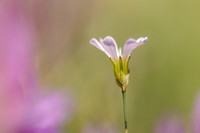 Gipskruid; Low Baby's breath; Gypsophila muralis;