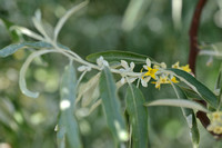 Smalle Olijfwilg; Oleaster; Elaeagnus angustifolia