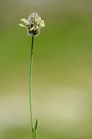 Boreal alopecurus - Alopecurus alpinus