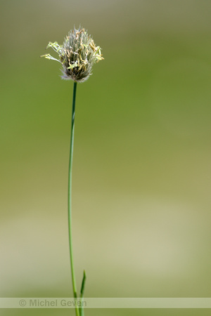 Boreal alopecurus; Alopecurus alpinus