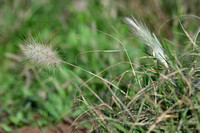 Pennisetum villosum