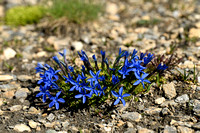 Gentiana schleicheri