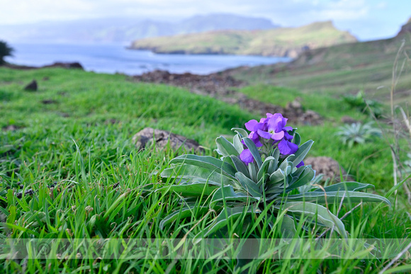 Madeira Sea Stock; Matthiola maderensis