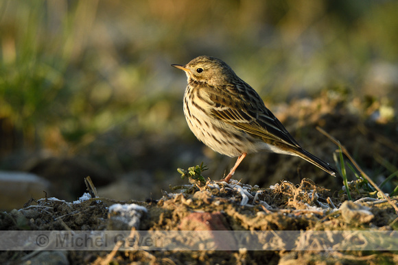 Graspieper; Meadow Pipit; Anthus pratensis