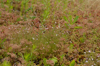 Gipskruid; Low baby's breath; Gypsophila muralis