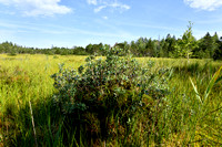 Rijsbes; Bog Bilberry; Vaccinium uliginosum