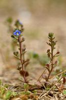 Steentijmereprijs; French Speedwell; Veronica acinifolia