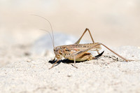 Duinsabelsprinkhaan; Platycleis albopunctata; Grey Bush-cricket