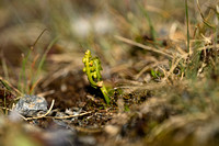 Kleine maanvaren - Little Grapefern - Botrychium simplex