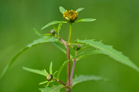 Knikkend tandzaad; Nodding Bur-marigold; Bidens cernua