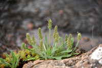 Silky Plantain; Plantago bellardii