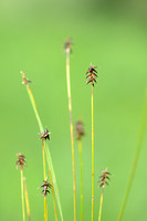 Veenzegge - Davall's Sedge - Carex davalliana