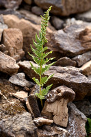 Dryopteris villarii