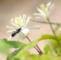 Bosrank; Traveller's Joy;Clematis vitalba