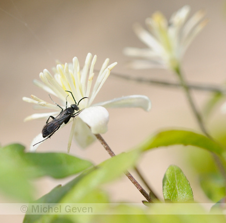 Bosrank; Traveller's Joy;Clematis vitalba