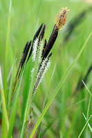 Stijve Zegge - Tufted Sedge -  Carex elata