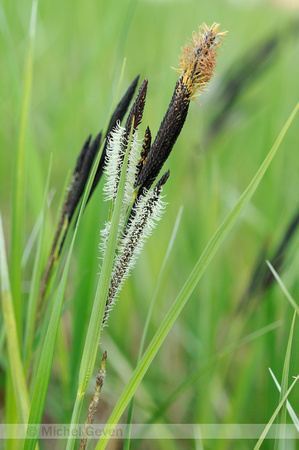 Stijve Zegge; Tufted Sedge; Carex elata