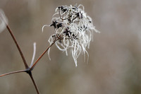 Bosrank - Traveller's Joy -  Clematis vitalba