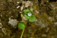 Drielobbige klimopereprijs - Veronica triloba